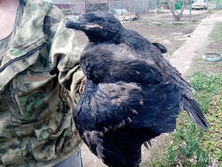 Птенец выкормыш черного ворона
