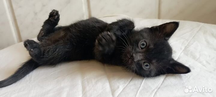 Котенок 1,5 месяца