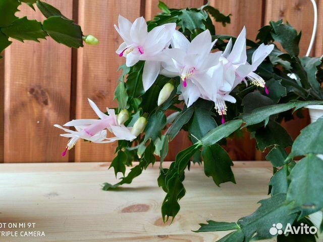 Комнатные растения