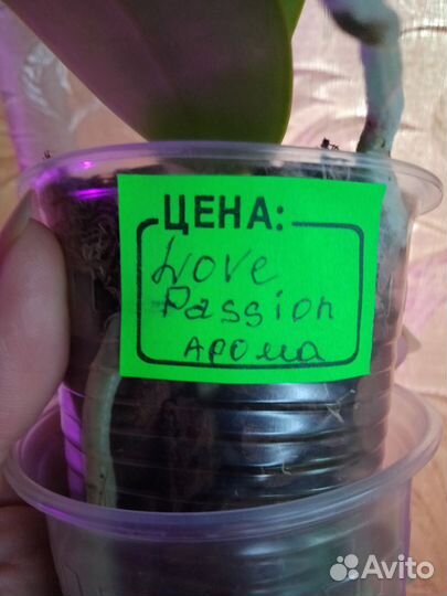 Подростки орхидей