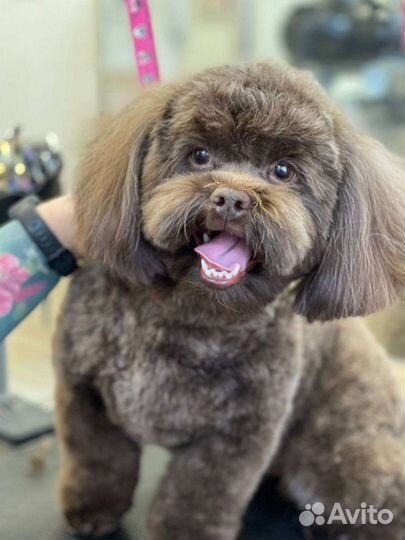 Мальтипу вязка