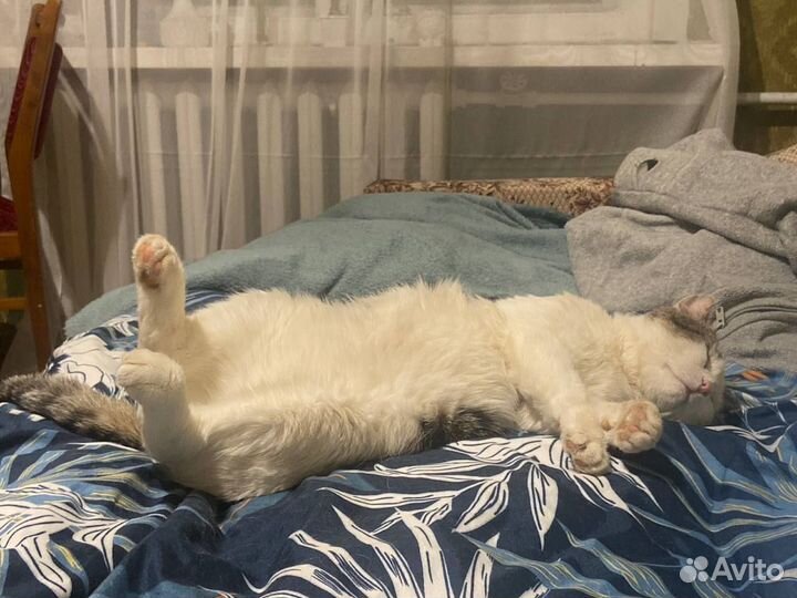 Кот Борис в добрые руки