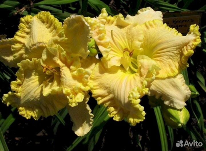 Лилейники Файндерс Киперс