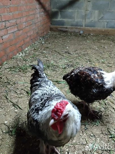 Петухи породистые