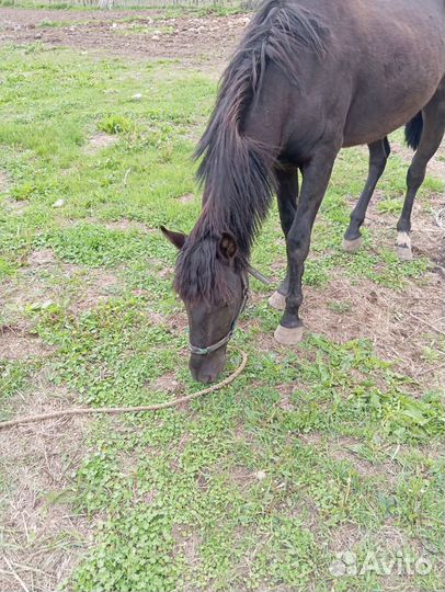 Жеребчик 2 года