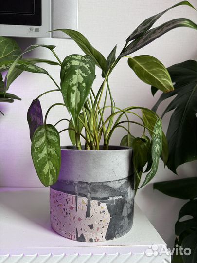 Аглаонема Мария