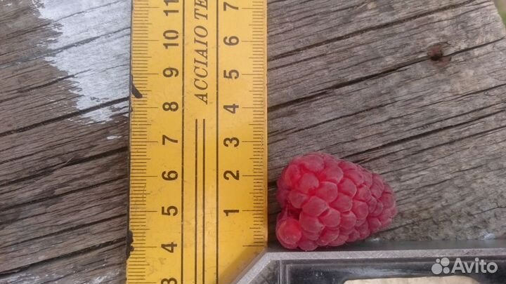 Малина Таруса - саженцы