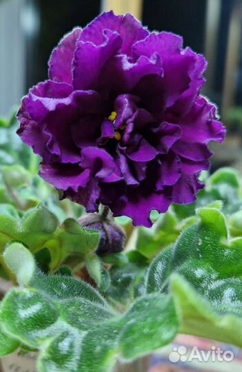 Сортовые фиалки комнатные цветы растения