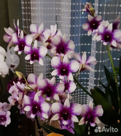 Комнатные растения цветы орхидея