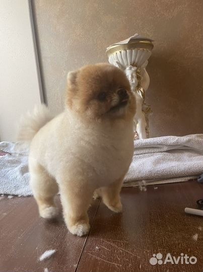 Стрижка собак