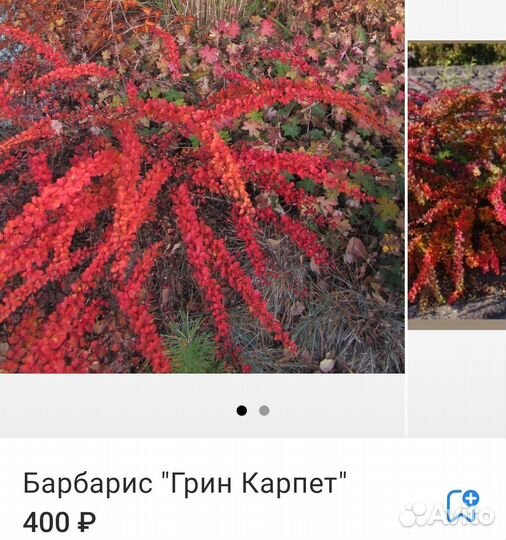 Саженцы барбариса