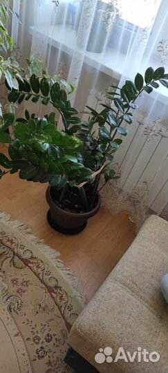 Замиокулькас