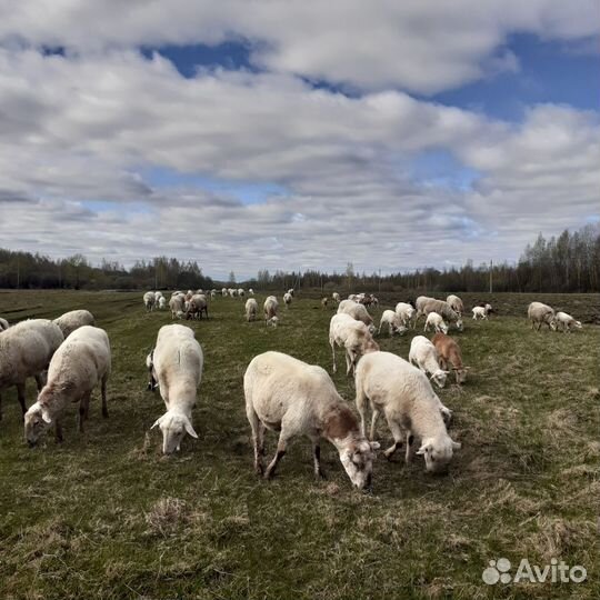 Овцы бараны матки ягнята