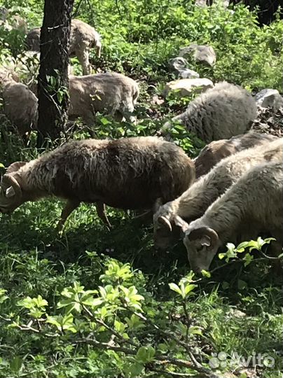 Овцы бараны