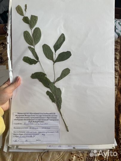 Гербарий