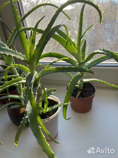 Алоэ больше 3 лет