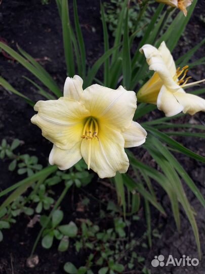 Многолетники для сада