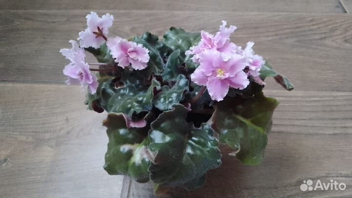 Розовая цветущая фиалка