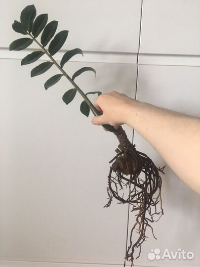 Замиокулькас