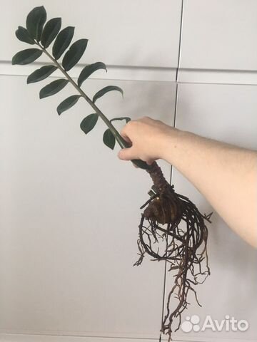 Замиокулькас