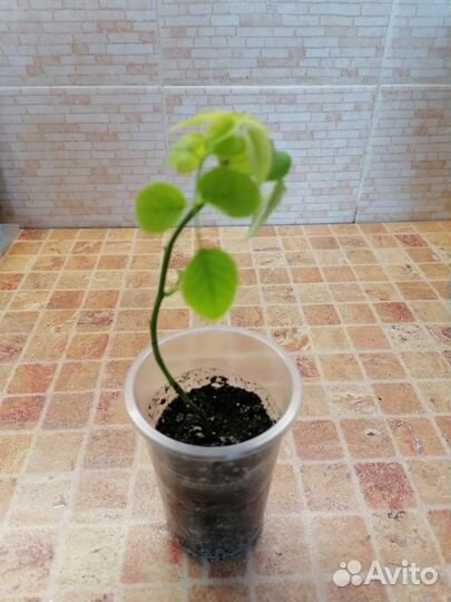 Роза комнатная