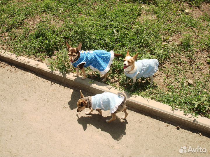 Одежда для собак - платья,трусики