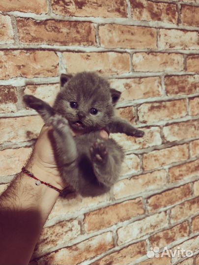 Британские котята