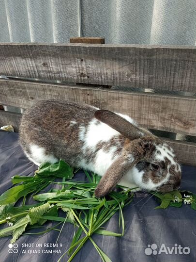 Кролики. Самцы для дальнейшего разведения