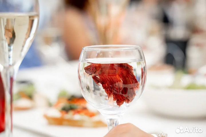 Фокусник с животными. Не аниматор,а иллюзионист