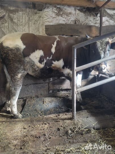 Корова дойная и бык