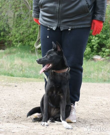 Собака в добрые руки