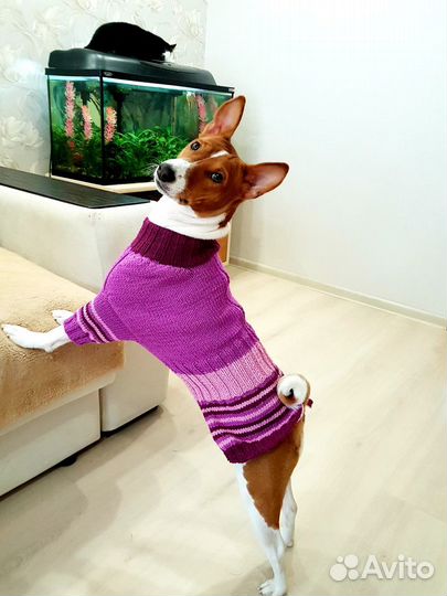 Свитер для басенджи