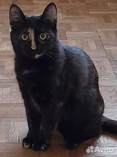 Кошечка в добрые руки