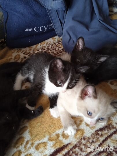 Котятки в добрые руки