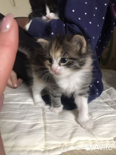 Котенок девочка