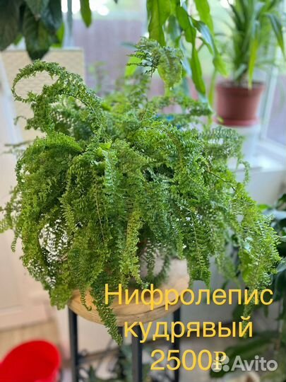 Комнатные растения