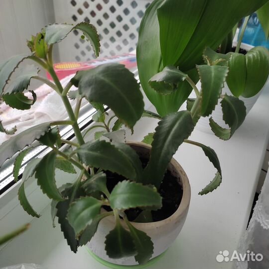 Алоэ, каланхоэ