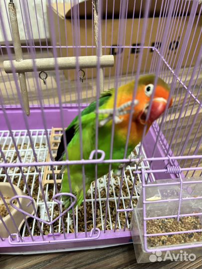 Попугай неразлучник девочка