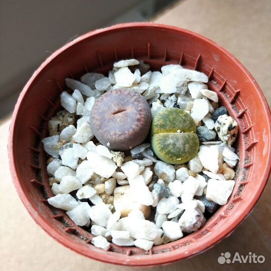 Литопсы и другие суккуленты