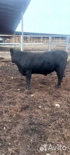 Быки абердин ангус