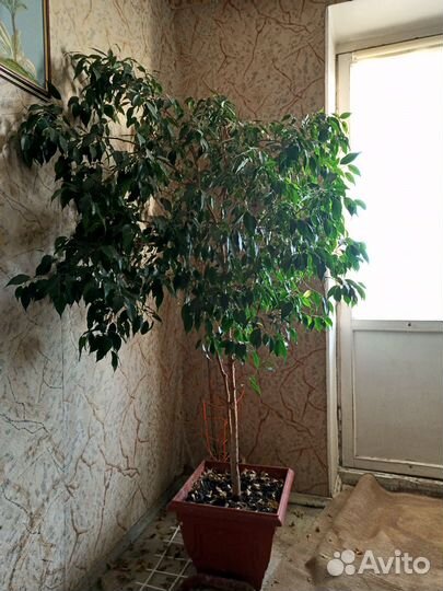 2 фикуса (мельколистовой и крупнолистовой)