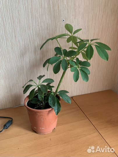 Шефлеры растения