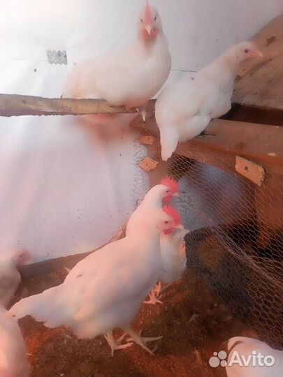 Молодые петушки