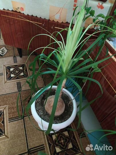 Бутылочное дерево