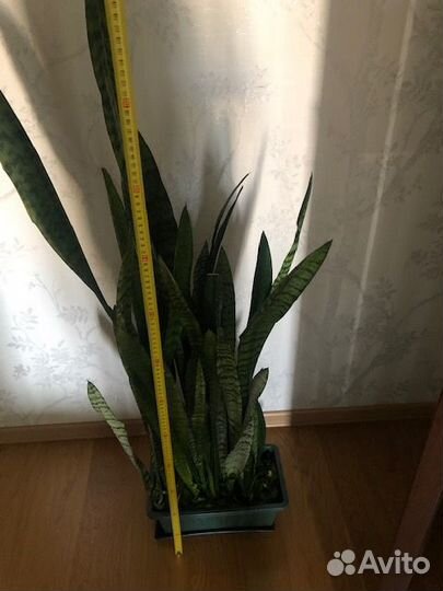 Продам цветы комнатные