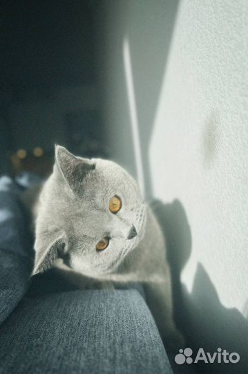 Шотландский кот на вязку