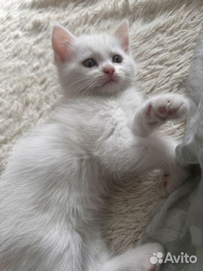 Котенок в добрые руки
