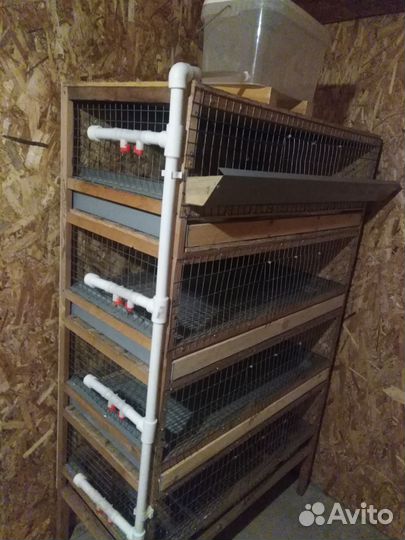 Клетка для перепелов
