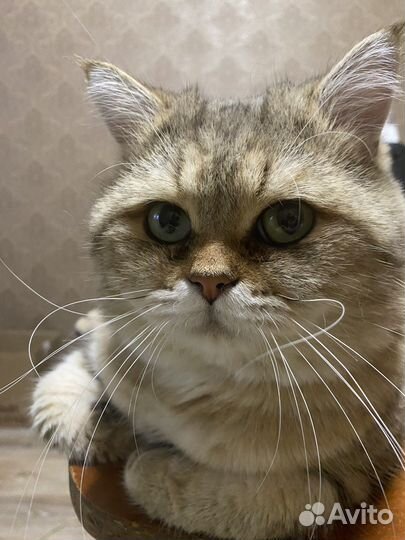 Кот для вязки