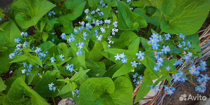 Цветы для дачи